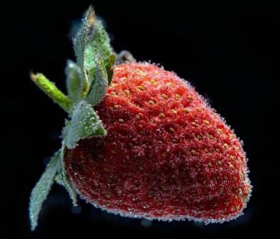 strawberries_co2_5b2_3DA29080_1E4F_37DC_71401F6F9186893C.jpg