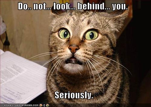 lol_cats_dont_look_behind_cat.jpg