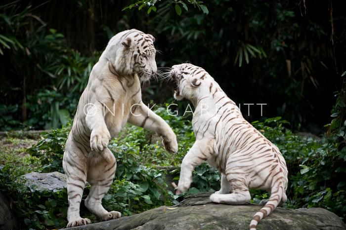 White_Tigers_Panthera_tigris_tigris_sparring_1.jpg