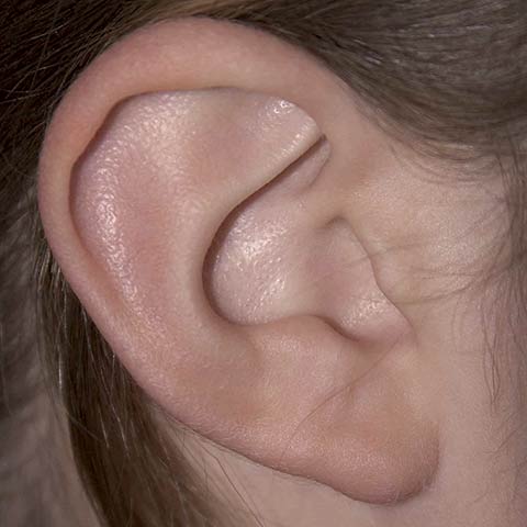 ear.jpg