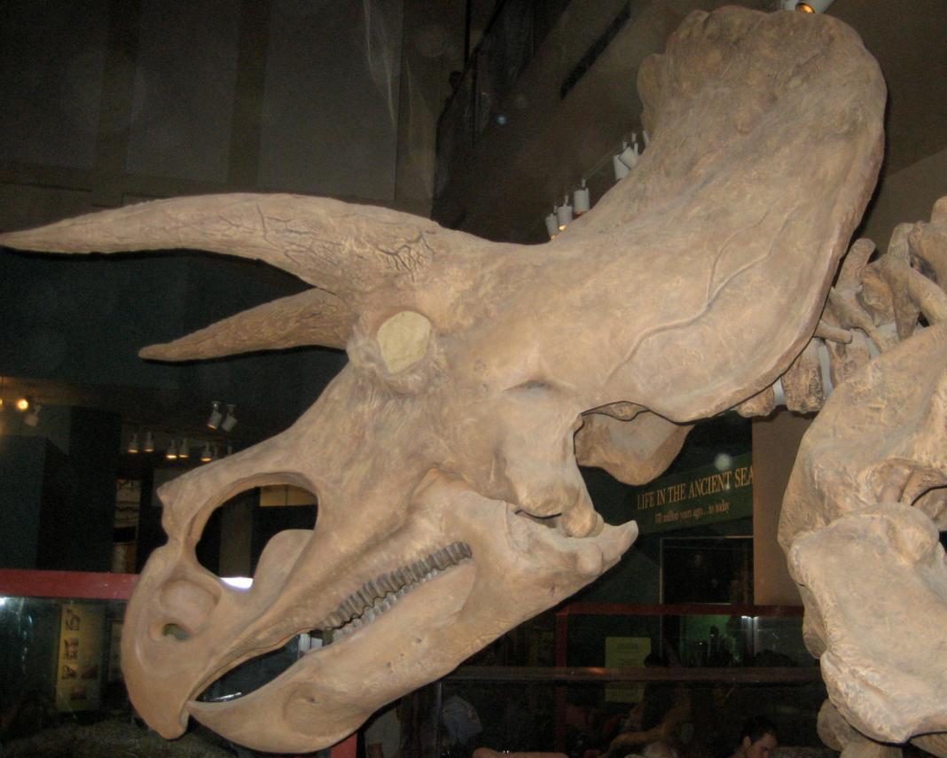 dinozavri.jpg