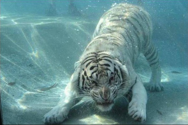 underawtertiger.jpg