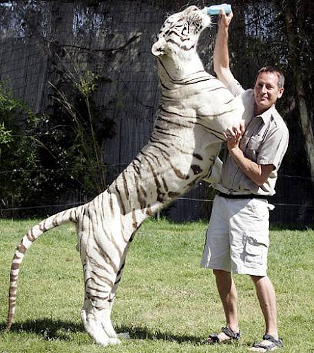 tiger_underwater_3.jpg