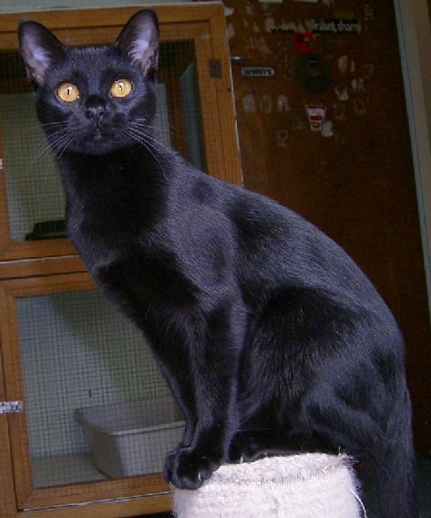 bombay_cat_1.jpg