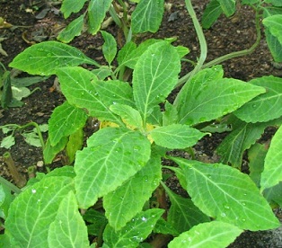 Salvia_divinorum___Herba_de_Maria.jpg