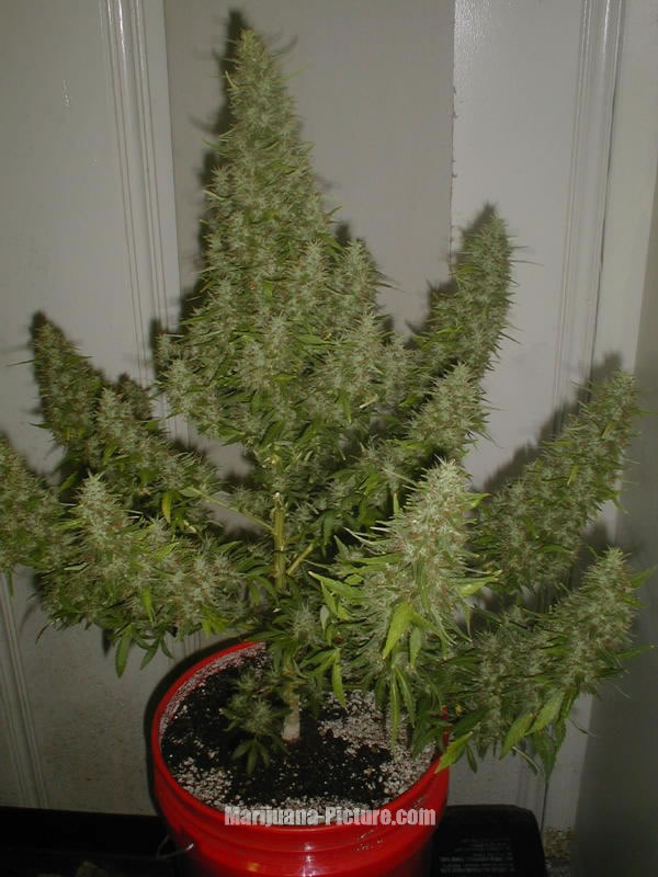 ready_to_harvest.jpg