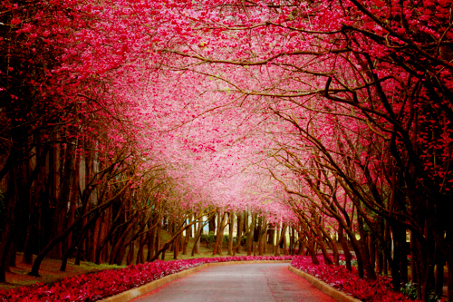 cherry_blossoms_nature_trees_Favim.com_430195.jpg
