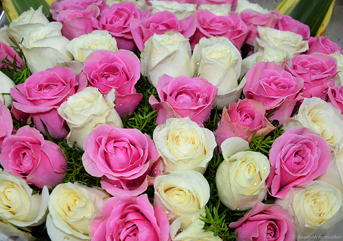 flowers_photography_pink_rose_Favim.com_670682.jpg