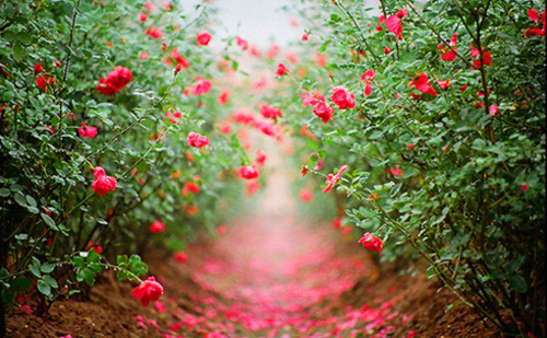 cute_flowers_garden_kawaii_nature_Favim.com_324176.jpg