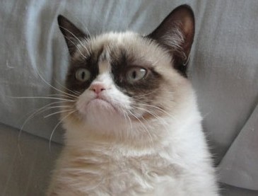 Grumpy_Cat.jpg