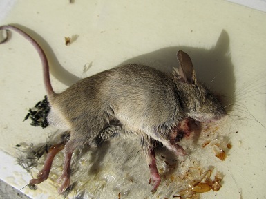 ITS_COLD_OUT_HERE_HOUSE_MICE1.jpg