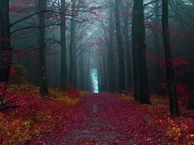 autumn_woods_germany.jpg