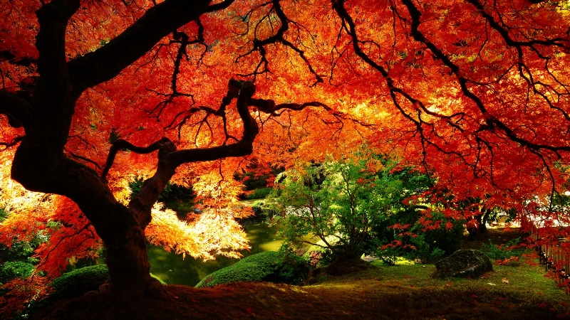 autumn_desktop_wallpaper.jpg