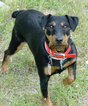 jagdterrier_0004.jpg