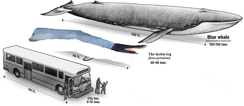 karachi_whale.gif