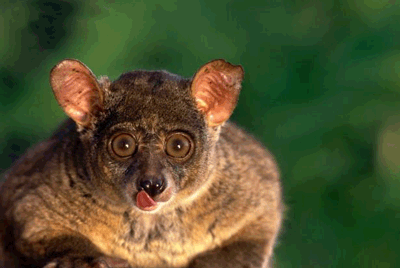 creepy_animal.gif