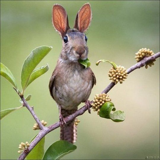 Photoshop_Humor_Two_Animals_as_One_Bird_Rabbit_Hybrid.jpg