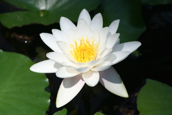 Water_lily_1.jpg