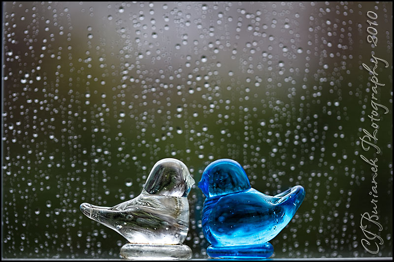 20100409_5808_Rainy_Day.jpg