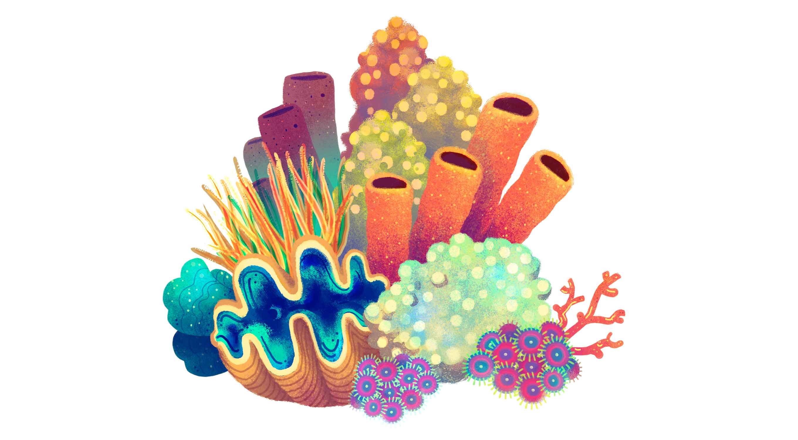 coral.jpg