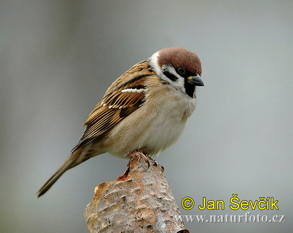 tree_sparrow__vrabec_polni_1.jpg