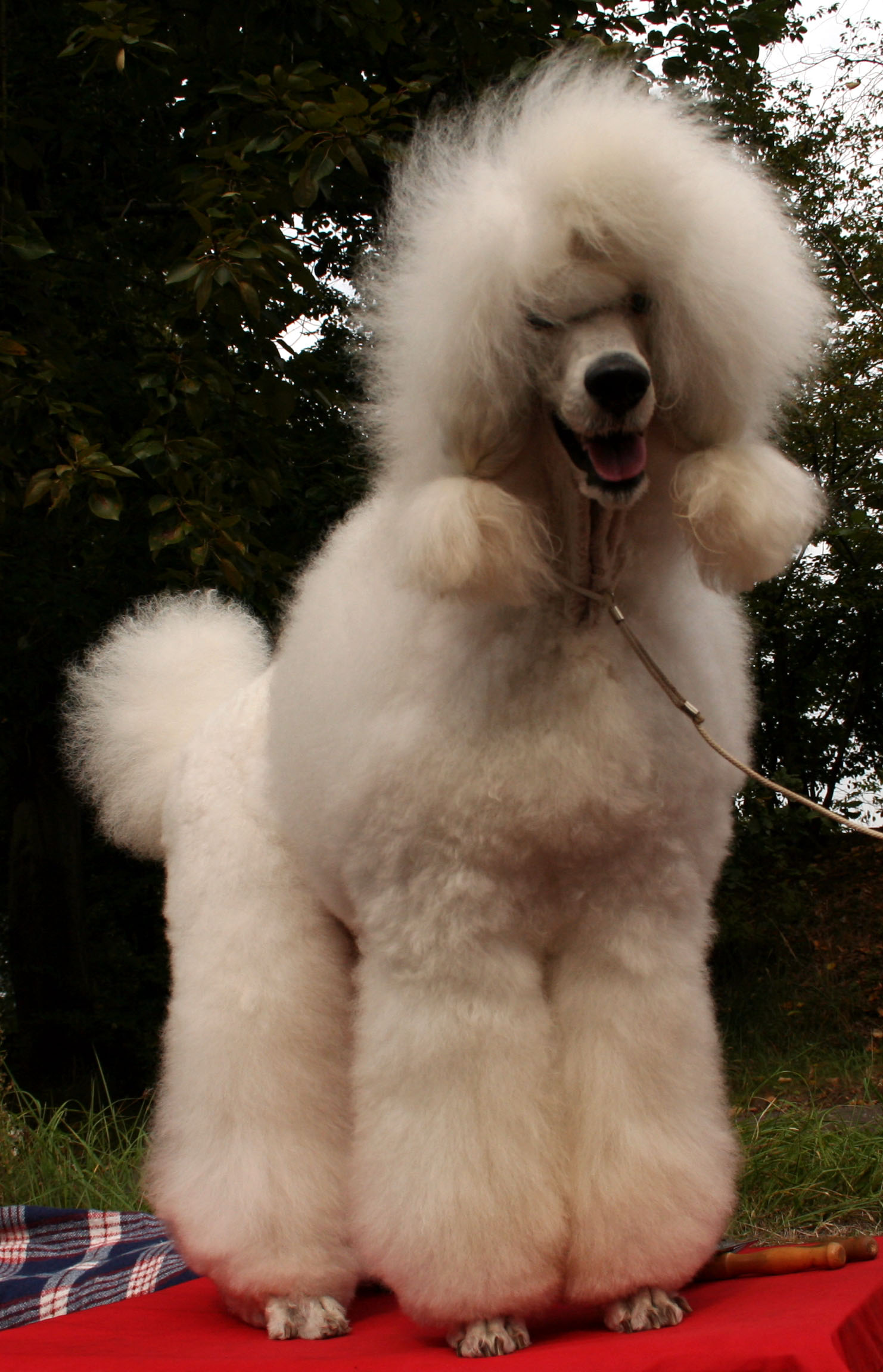 1283893038_pudel_olbrzymi_biaey_087.jpg