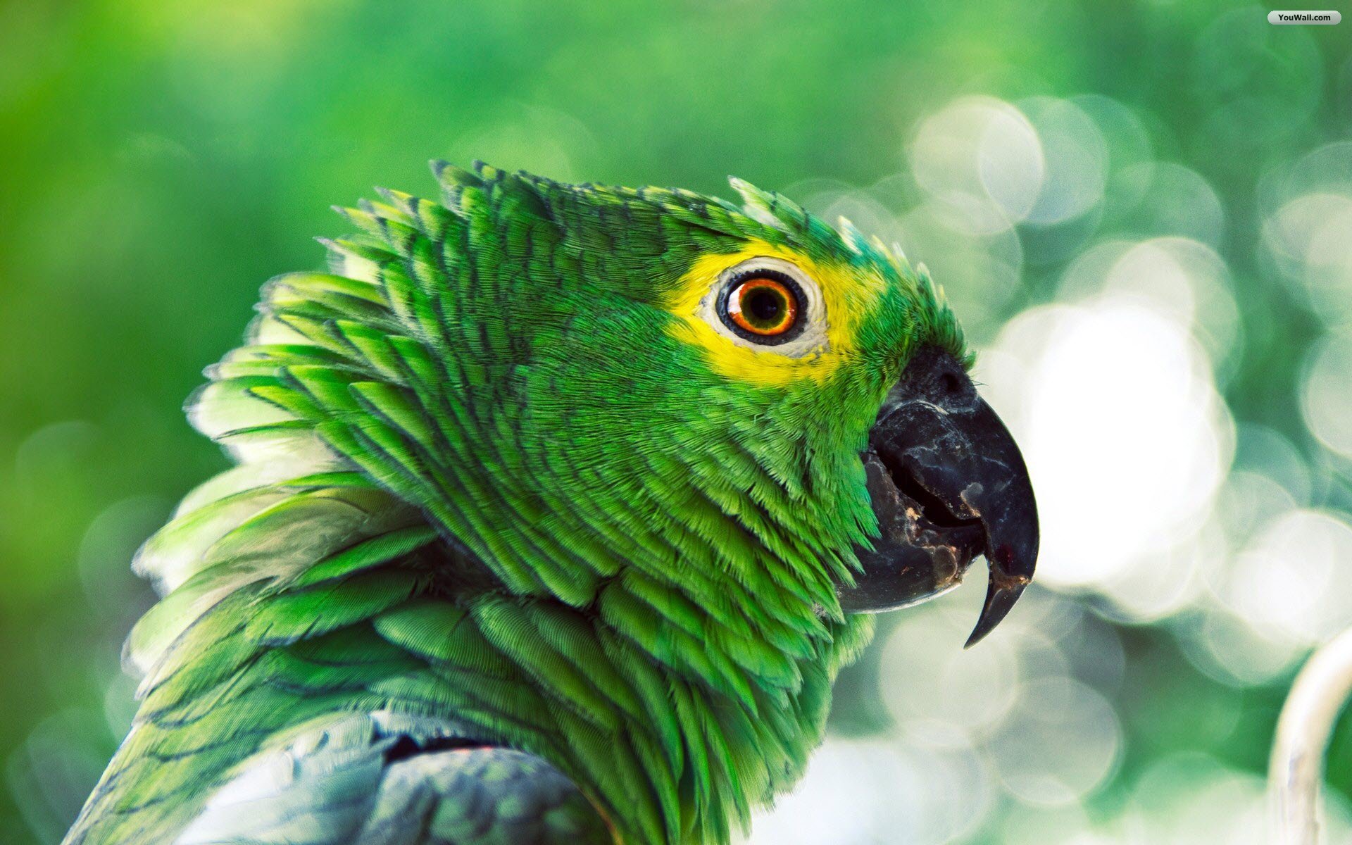 Green_Bird_Parrot_Wallpaper_PC.jpg
