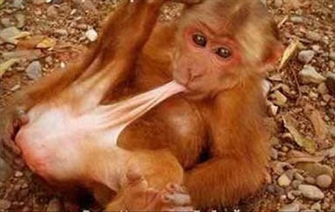affe_und_sein_penis.jpg