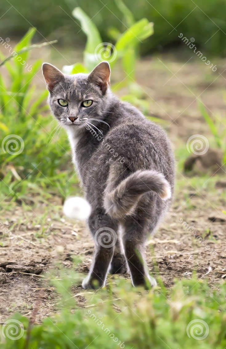 grey_cat_looking_back_19619830.jpg
