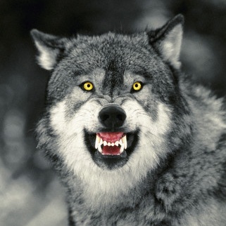 Snarling_Grey_Wolf_square.jpg