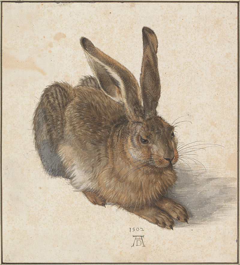800px_Albrecht_D__rer___Hare__1502___Google_Art_Project.jpg