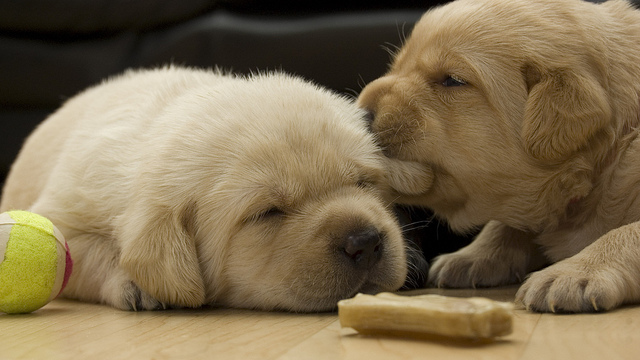 1_Puppy_Bite.jpg
