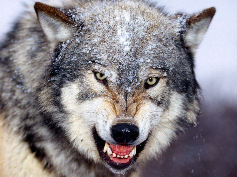 wolf8.jpg