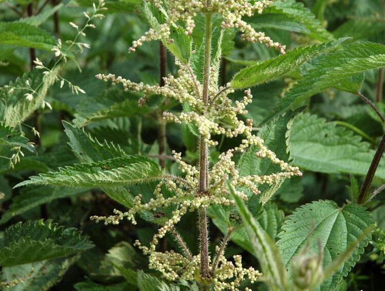 urtica_dioica_subsp_dioica23956.jpg