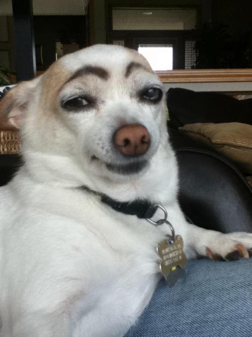 0397f1d7f4d3fa4dfb087e03f933326a_dog_with_eyebrows_looks_smug.jpg