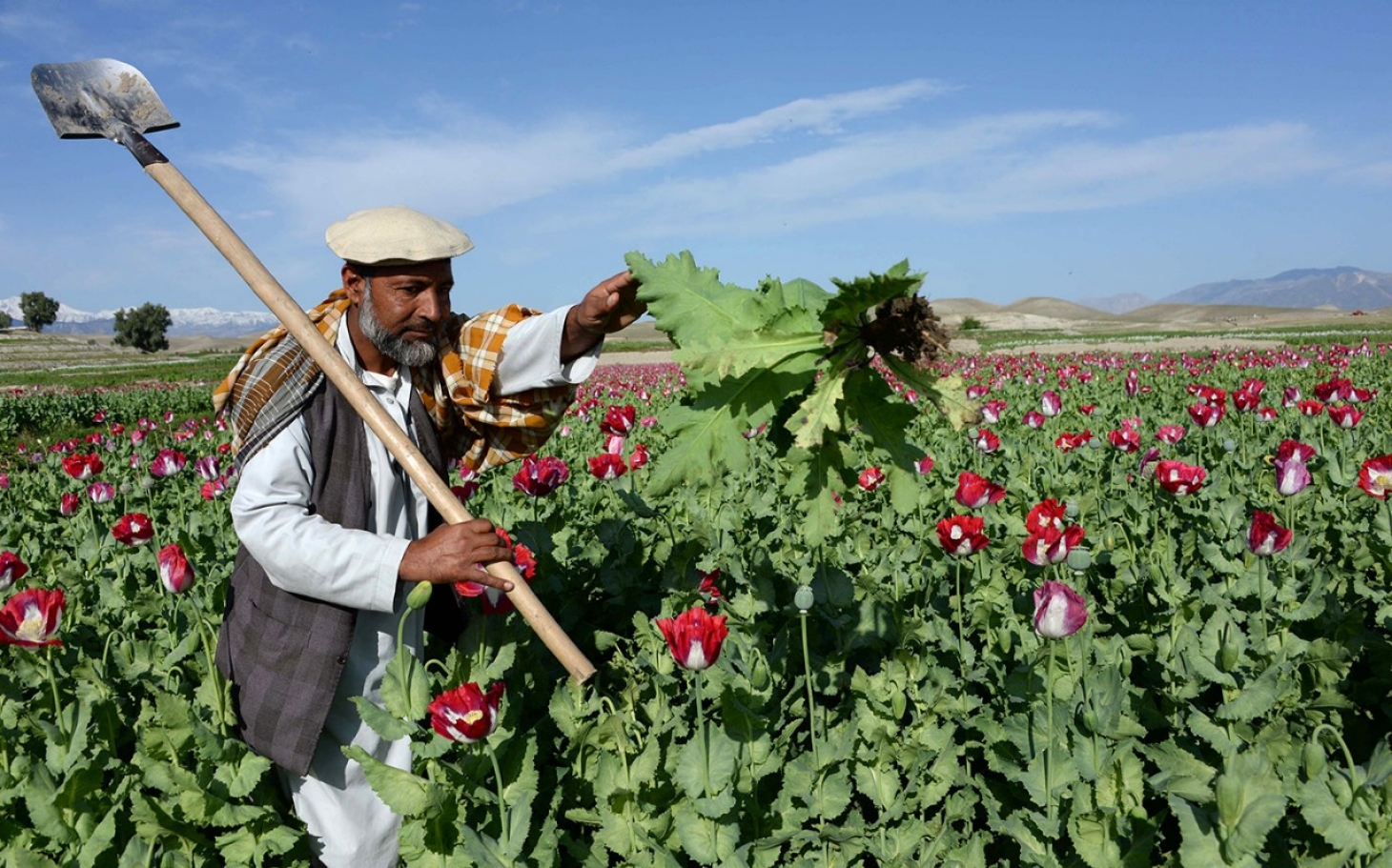 headlineImage.adapt.1460.high.afghanistan_opium_102114.1431016132993.jpg