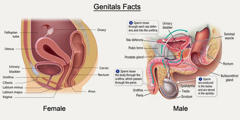 genitals_facts.jpg