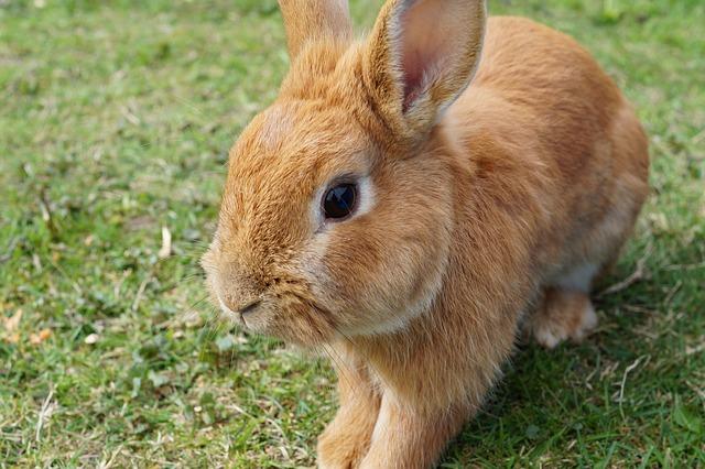 Bunny.jpg