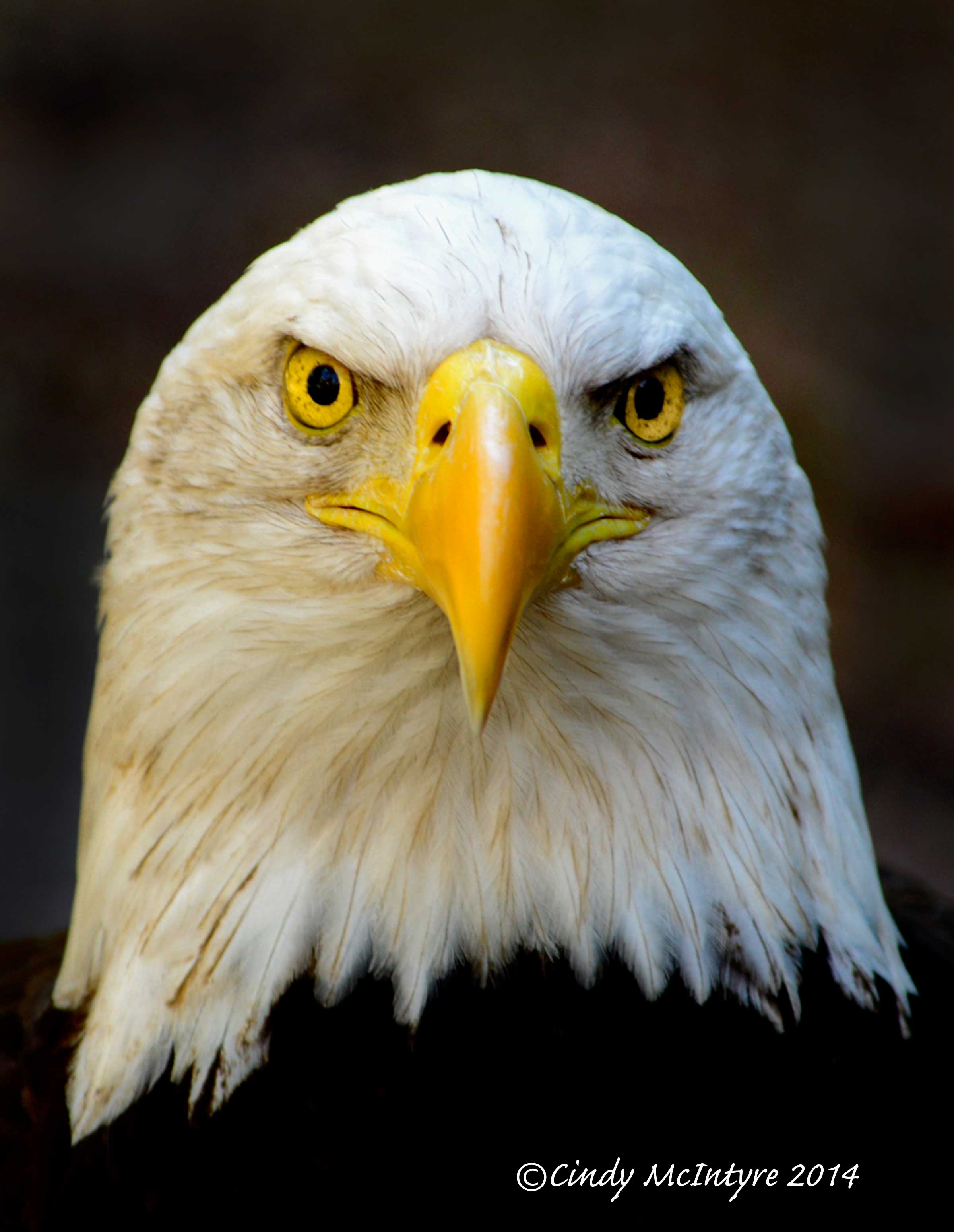 bald_eagle_homosassa_springs_sp_fl_11_copy_3.jpg