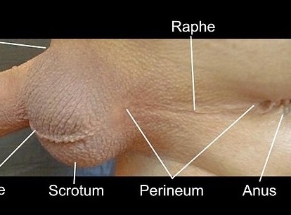 Raphe_on_Male_Geniitalia_with_Labels.jpg