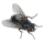 fly.png
