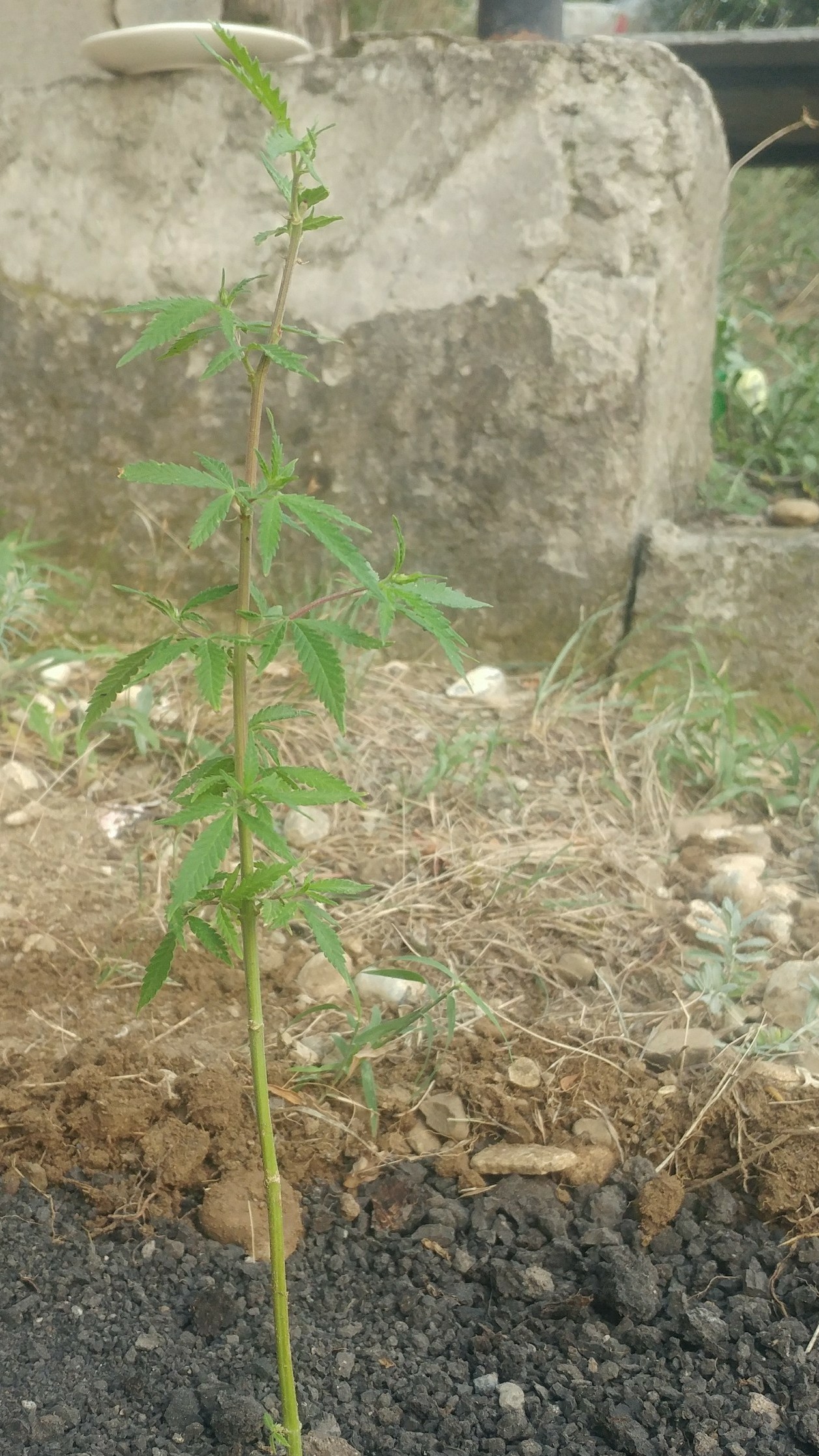 20190719_185013_1_1_1.jpg