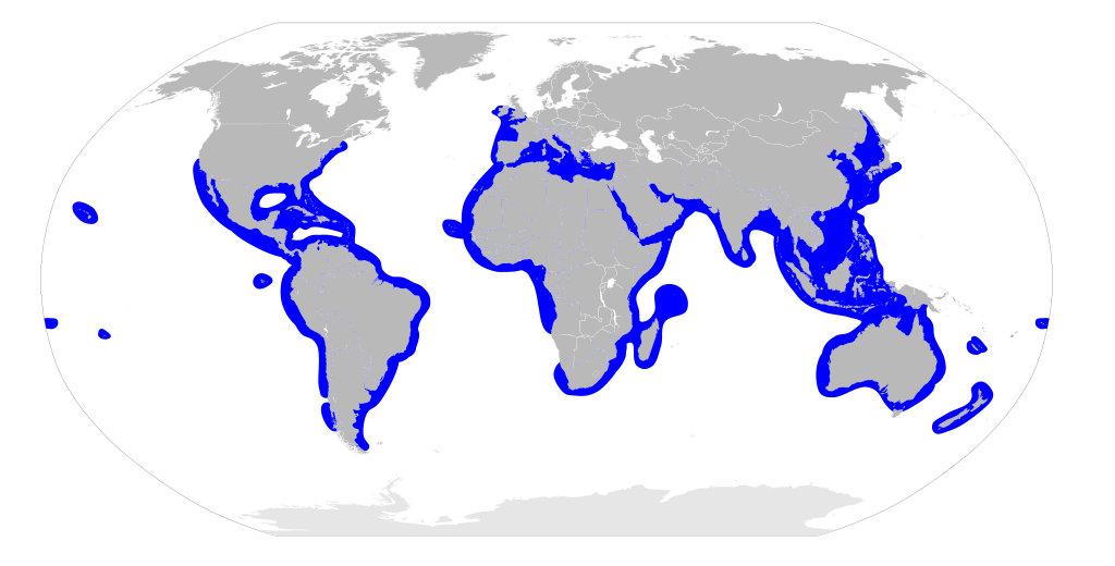 1024px_Sphyrnidae_distribution_map.svg.png