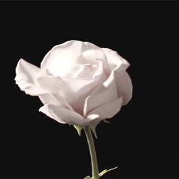 roses.gif