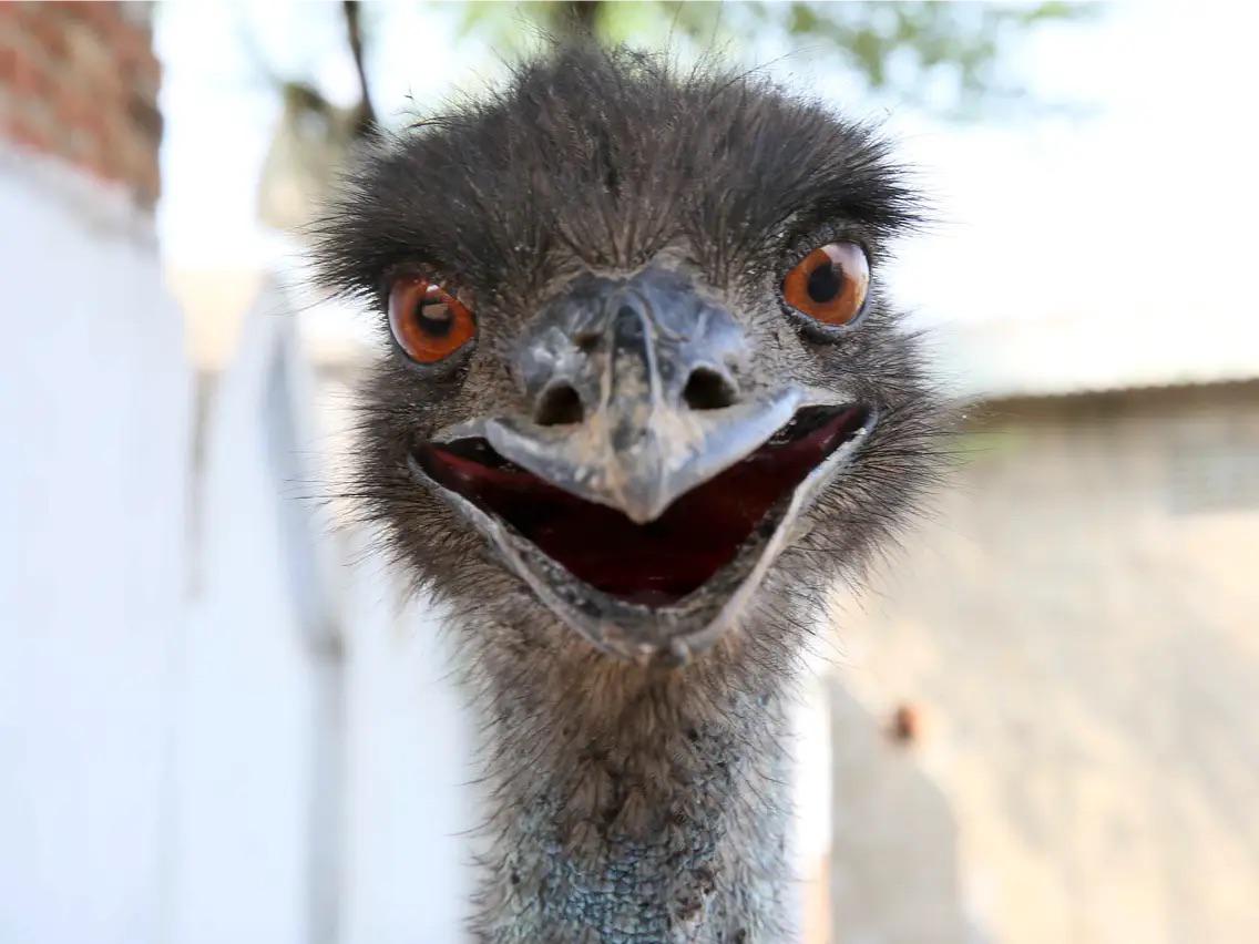 emu.jpg