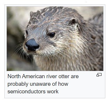 otter.jpg