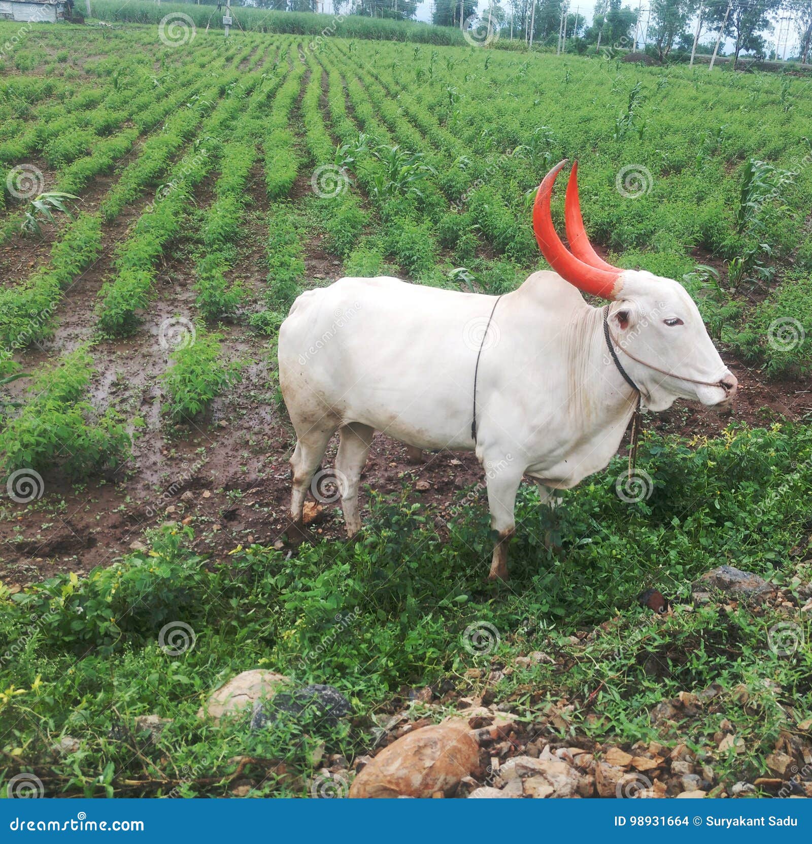 white_bull_bulls_asia_two_horns_98931664.jpg