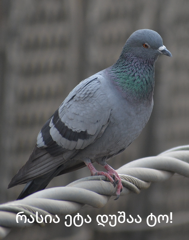 IMG_20241214_115218.png