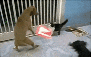 200.gif