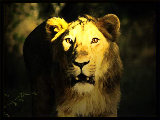 asiatic_lion.jpg